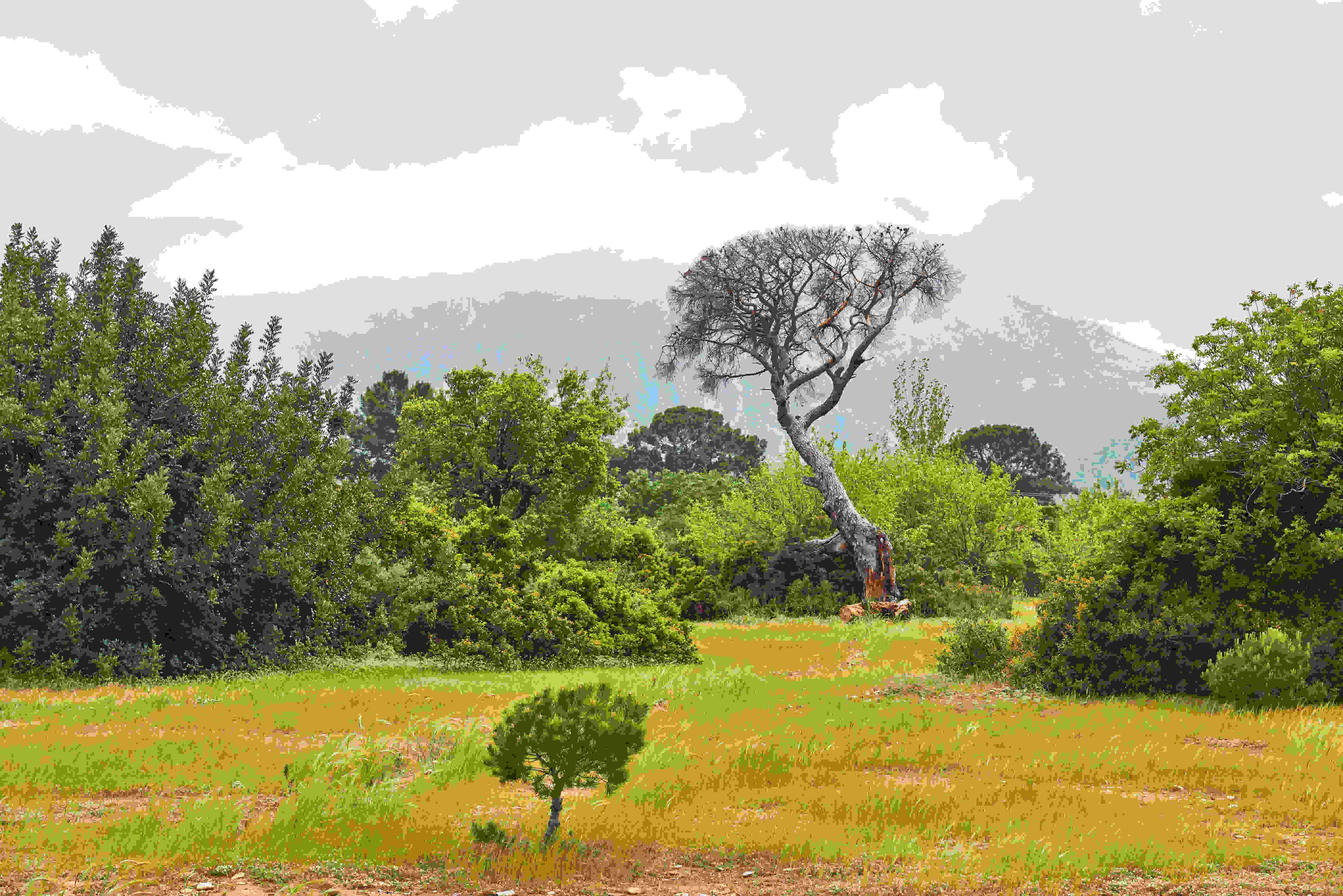 Forest and Woodland Savannah